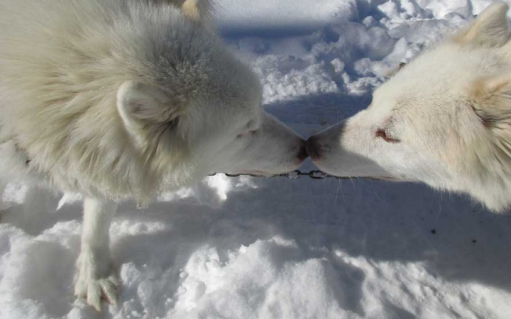 cute sled dogs in minnesota